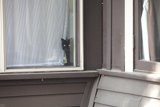 Feline Glimpse
