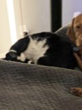 Furry Friends Snuggle on the Couch