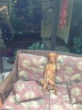 Cushioned Canine Comfort