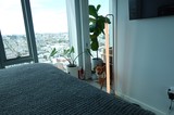 Dog in Modern High-Rise Apartment with City View