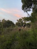 A Serene Stroll through the Countryside