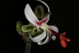 Red Stemmed Flower
