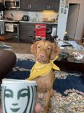 The Comfortable Canine