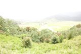 Serene Cow on a Country Hillside