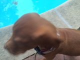 Poolside Pup