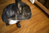 Paws on the Hardwood