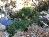 Rocky Stream in Angeles National Forest