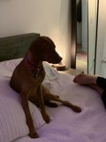 The Perfect Cuddle Buddy