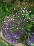 Beautiful Purple Geranium Flower