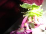 Fascinating Geranium Flower