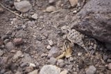 Lizard's Rocky Abode