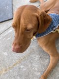 Blue Collared Vizsla Resting in Napa
