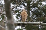 Red-Shouldered Hawk Perched on Winter Branch