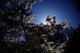 Cherry Blossoms Kissed by Sunlight
