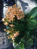 Vibrant Orange Acanthaceae Flower on Rocky Outcrop