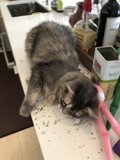 Counter-Cat Chronicles