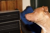 Curious Vizsla