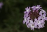 Purple Geranium in Bloom