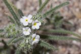 Delicate White Daisy
