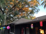The Tree and the Rooftop Oasis