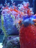 Vibrant Coral with Red and Yellow Sponge