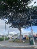 Rainbow Tree amidst the Urban Jungle
