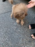 Dog takes a stroll with its owner