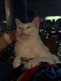 Cozy Cat Nap