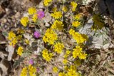 A Sea of Yellow Daisies