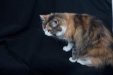 Beautiful Calico Cat
