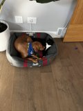 Cozy Canine Nap
