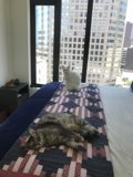Feline Friends by the Window