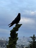 Crow in the Urban Wilderness