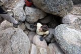Scaling the Rocks