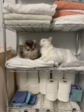 Cats on a Throne of Linen
