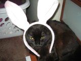 A Bunny-Eared Adult Feline