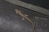 The Gecko on the Wooden Wall