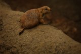 A Quiet Moment at the SF Zoo