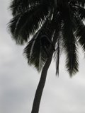 Palm Tree Expedition