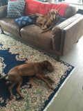 Living Room Pups