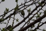 In the Canopy: A Finch's Retreat