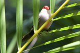 Verdant Serenity: A Finch Amongst the Foliage