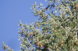 Pine Cones Against Clear Blue Winter Sky