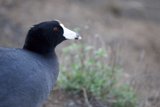 The Monochrome Marvel with a Fiery Beak