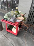 Fresh Finds on a San Francisco Sidewalk