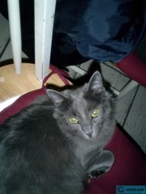 Grey Cat's Throne