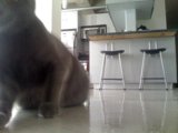 Kitchen Companion