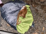 Canine Comfort