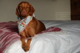 Comfy Canine
