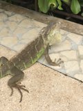 Iguana Sighting Among the Foliage
